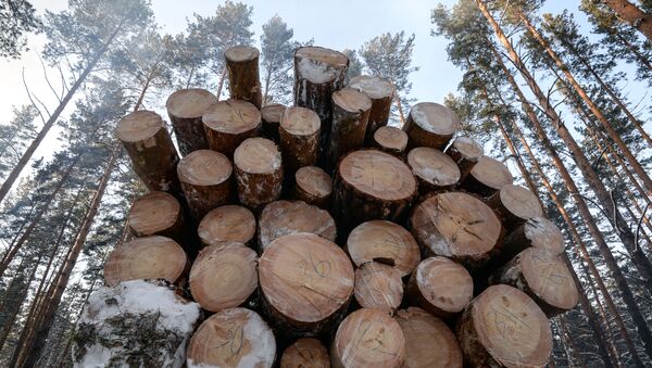 Заготовка древесины - 俄罗斯卫星通讯社