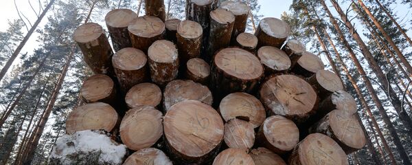 Заготовка древесины - 俄罗斯卫星通讯社