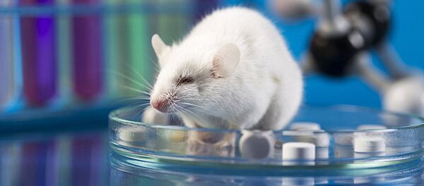 白鼠 - 俄罗斯卫星通讯社