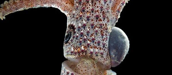 印尼现数十个奇异新物种 - 俄罗斯卫星通讯社