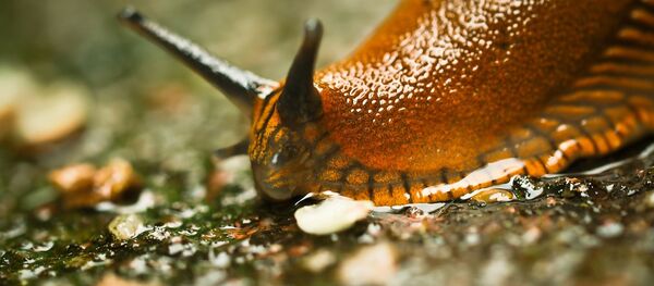 澳洲男子打赌吞下鼻涕虫患重病 8年后去世 - 俄罗斯卫星通讯社