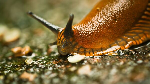 科学家用瑞典环保少女的名字命名新发现蜗牛物种 - 俄罗斯卫星通讯社