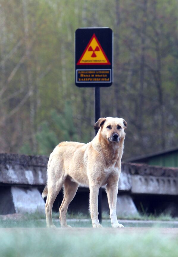 在切爾諾貝利核電站周邊的狗 - 俄羅斯衛星通訊社