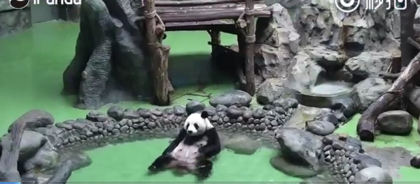 原来熊猫自己洗澡是这样的 - 俄罗斯卫星通讯社