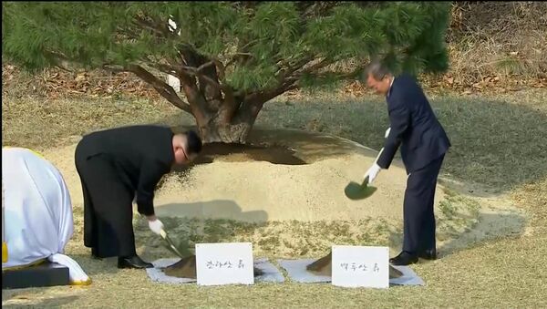 South Korean President Moon Jae-in and North Korean leader Kim Jong Un attend tree planting ceremony during the inter-Korean summit - 俄罗斯卫星通讯社