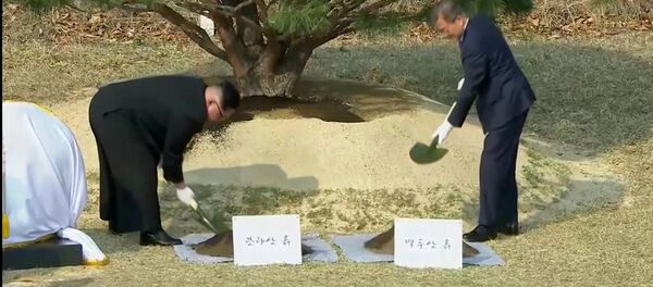 朝韓領導人在板門店共植松樹 - 俄羅斯衛星通訊社