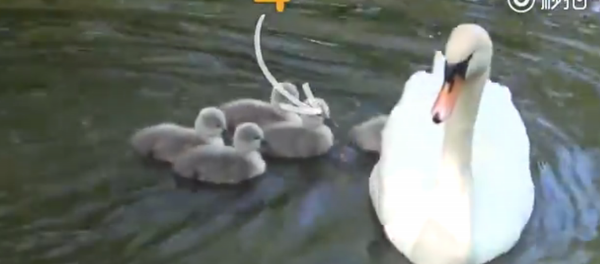 好妈妈牌“天鹅船”出发,超载8只宝宝全速前进 好妈妈牌“天鹅船”出发,超载8只宝宝全速前进 - 俄罗斯卫星通讯社