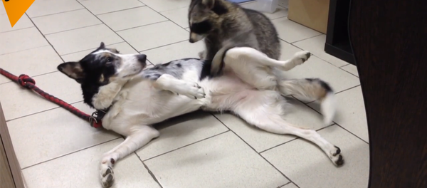 浣熊雅沙在寵物醫院幫忙安撫狗狗 - 俄羅斯衛星通訊社