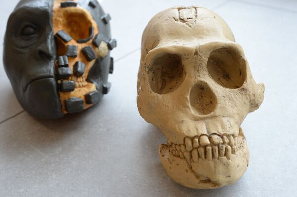 在尋找有關納萊迪人生死之謎的答案過程中，俄羅斯人類學家根據從南非同仁那裡獲得的骨骼樣本對納萊迪人進行了復原。 圖片說明：以納萊迪人頭骨鑄件和半復原的頭部模型為例，實物展示雕塑復原方法（作者-伊麗莎白·韋謝洛夫斯卡婭）。 - 俄羅斯衛星通訊社