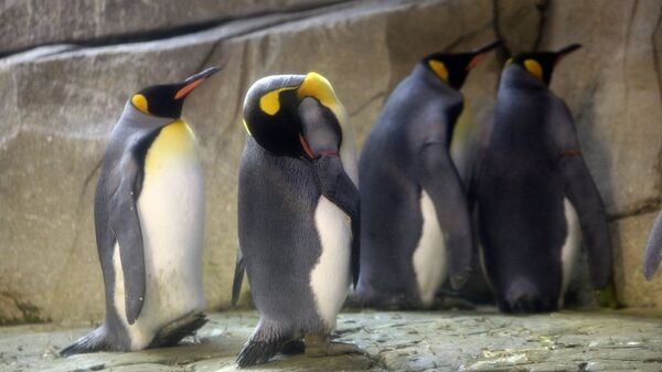 帝企鹅 - 俄罗斯卫星通讯社