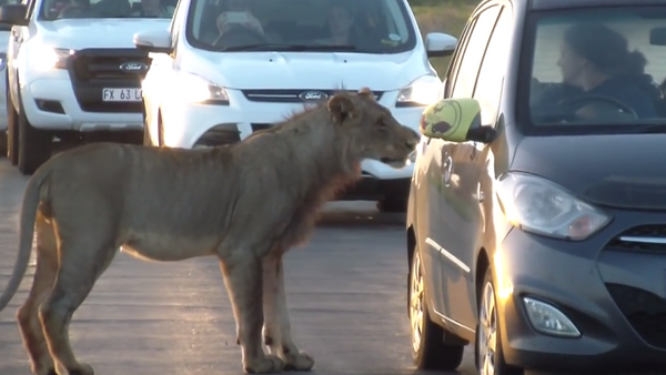 南非母狮试图用嘴开车门吓坏游客（视频） - 俄罗斯卫星通讯社