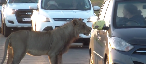 南非母狮试图用嘴开车门吓坏游客（视频） - 俄罗斯卫星通讯社