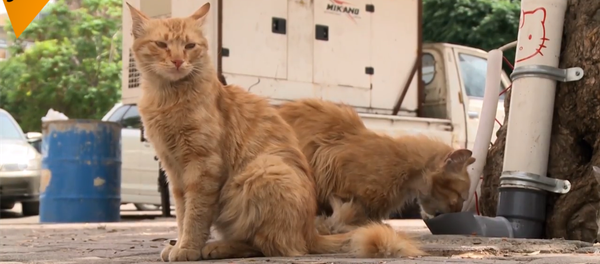 敘利亞流浪貓餵食器 - 俄羅斯衛星通訊社