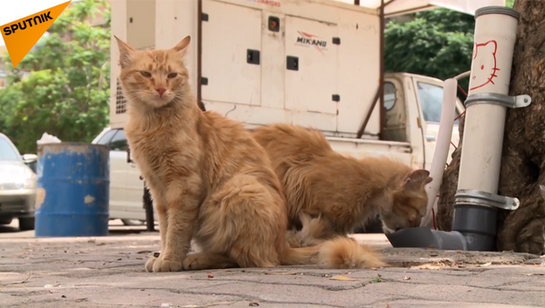 敘利亞流浪貓餵食器 - 俄羅斯衛星通訊社