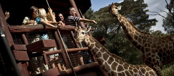 著名导演卡瓦略在拍摄中遭长颈鹿攻击死亡 - 俄罗斯卫星通讯社