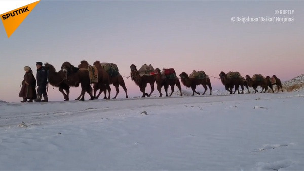 蒙古疯狂旅行者骑骆驼从乌兰巴托去伦敦 意在宣传传统游牧文化 - 俄罗斯卫星通讯社