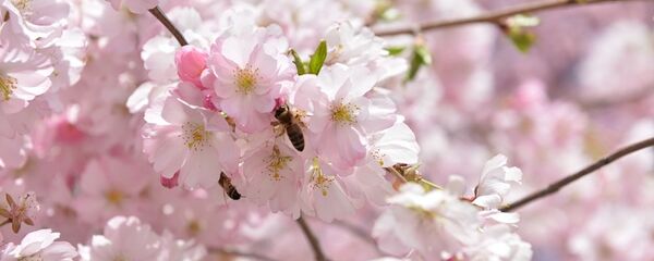 日本樱花 日本樱花 - 俄罗斯卫星通讯社