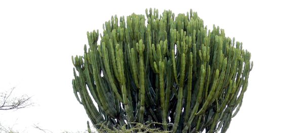 法國老嫗被摩洛哥巨型多肉植物壓死 法國老嫗被摩洛哥巨型多肉植物壓死 - 俄羅斯衛星通訊社