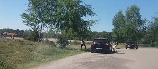 游客在野生动物园擅自下车遭猎豹袭击 (视频) - 俄罗斯卫星通讯社