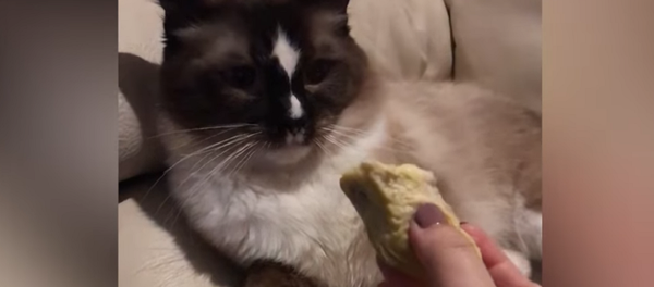 猫对榴莲的反应（视频） - 俄罗斯卫星通讯社
