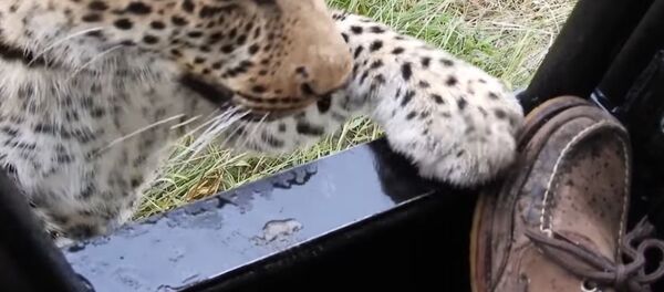 非洲游客拍到豹子足边戏玩 - 俄罗斯卫星通讯社