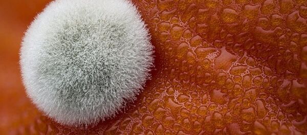 真菌 - 俄羅斯衛星通訊社