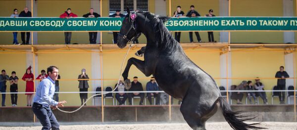 加巴尔种马：卡拉恰伊马中的优秀品种 - 俄罗斯卫星通讯社