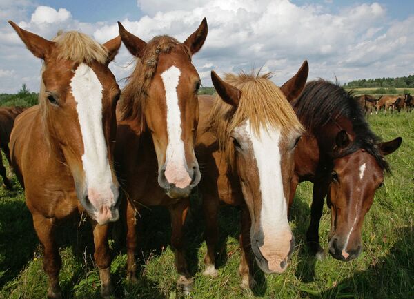 俄罗斯的重役马 - 俄罗斯卫星通讯社