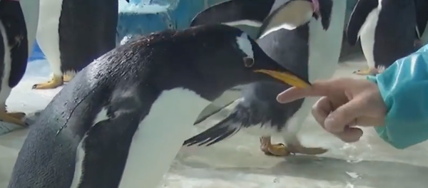 哈尔滨极地水族馆的企鹅展示了自己的功夫技巧 哈尔滨极地水族馆的企鹅展示了自己的功夫技巧 - 俄罗斯卫星通讯社