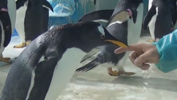 哈尔滨极地水族馆的企鹅展示了自己的功夫技巧 - 俄罗斯卫星通讯社