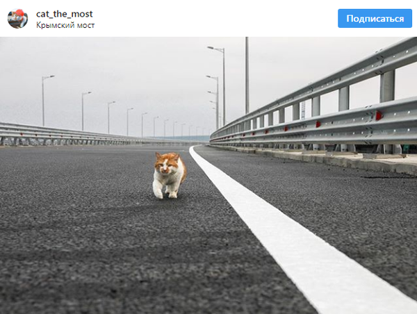 一隻貓比普京率先通過刻赤海峽大橋大橋 - 俄羅斯衛星通訊社