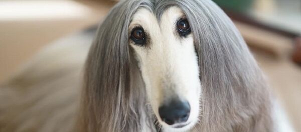 日本人学会用激光控制狗 日本人学会用激光控制狗 - 俄罗斯卫星通讯社