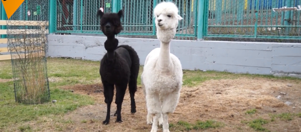 俄罗斯两只羊驼剃毛迎世界杯 - 俄罗斯卫星通讯社