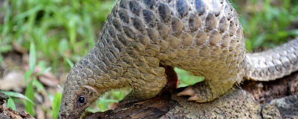 穿山甲 - 俄羅斯衛星通訊社