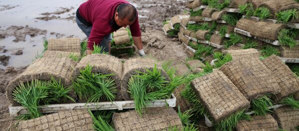 韩国决定通过联合国向朝鲜提供5万吨大米 - 俄罗斯卫星通讯社