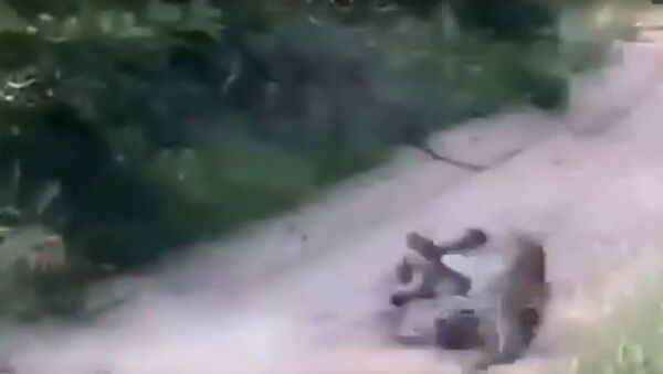 兩只豹子打鬥的場面被拍下 - 俄羅斯衛星通訊社