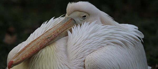 基辅博物馆鹈鹕标本中找到178年前字条 - 俄罗斯卫星通讯社