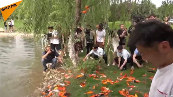 日本师生放生数百条鲤鱼 - 俄罗斯卫星通讯社