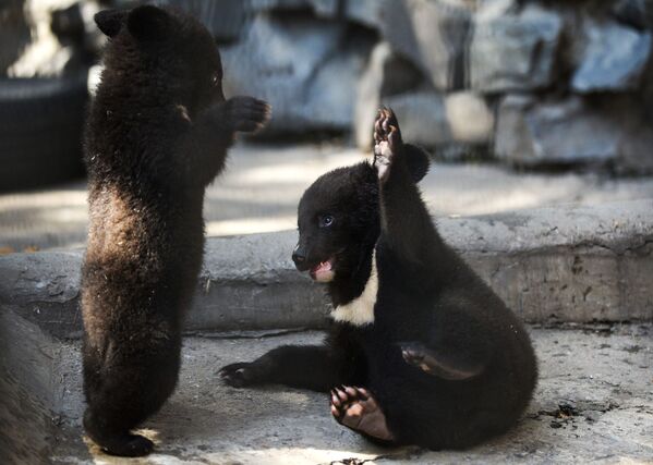 新西伯利亞動物園獸欄里的小亞洲黑熊 - 俄羅斯衛星通訊社
