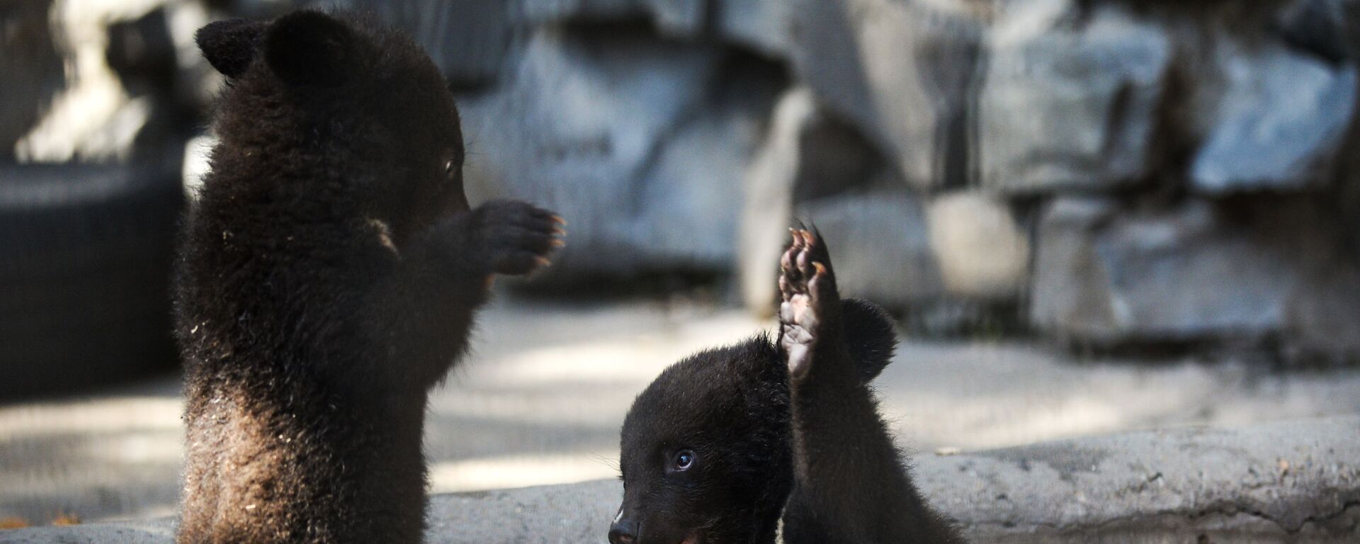 喜马拉雅幼熊孤儿（资料图片） - 俄罗斯卫星通讯社, 1920, 01.04.2026