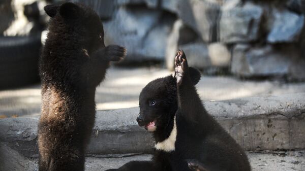 喜馬拉雅幼熊孤兒（資料圖片） - 俄羅斯衛星通訊社