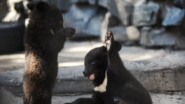 喜马拉雅幼熊孤儿（资料图片） - 俄罗斯卫星通讯社