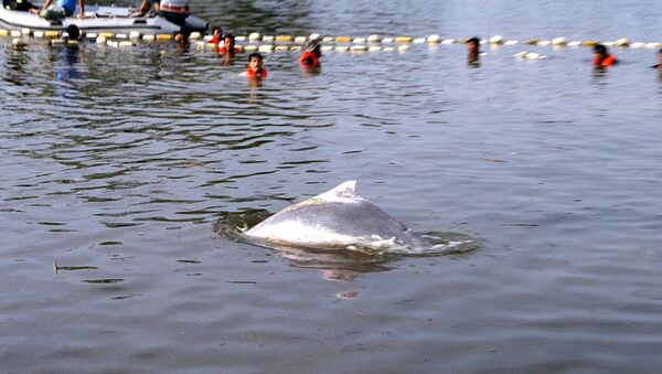 在泰国一只海豚因吞下80个塑料袋死亡 - 俄罗斯卫星通讯社