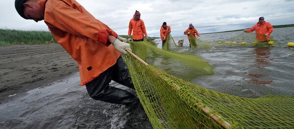 鲑鱼渔期 - 俄罗斯卫星通讯社