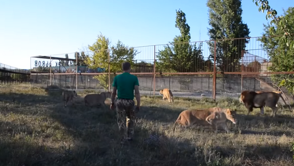 克里米亚野生动物园园长用拖鞋赶狮子 - 俄罗斯卫星通讯社