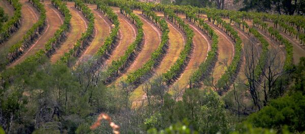 澳出口商要求政府重返对华关系正常轨道 澳出口商要求政府重返对华关系正常轨道 - 俄罗斯卫星通讯社