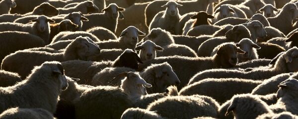 德國一列火車衝撞羊群造成45只綿羊死亡 德國一列火車衝撞羊群造成45只綿羊死亡 - 俄羅斯衛星通訊社