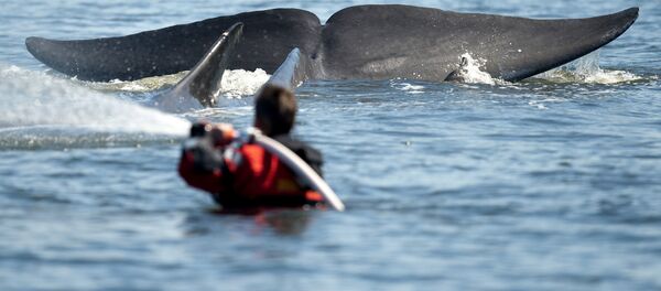鲸鱼先是生吞后又吐出一名活生生的潜水员 鲸鱼先是生吞后又吐出一名活生生的潜水员 - 俄罗斯卫星通讯社