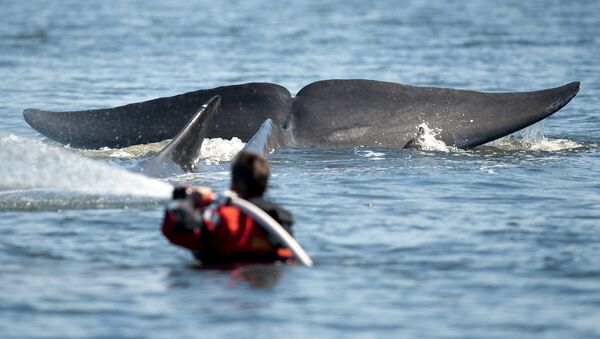 鲸鱼先是生吞后又吐出一名活生生的潜水员 - 俄罗斯卫星通讯社