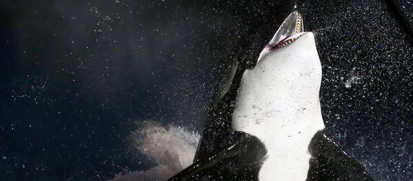 科學家們發現兩種有祖母的新動物 - 俄羅斯衛星通訊社